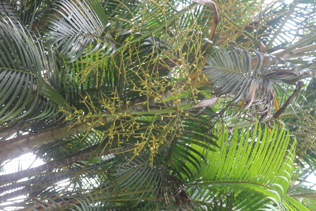 Dypsis lutescens (H.Wendl.) Beentje & J.Dransf.